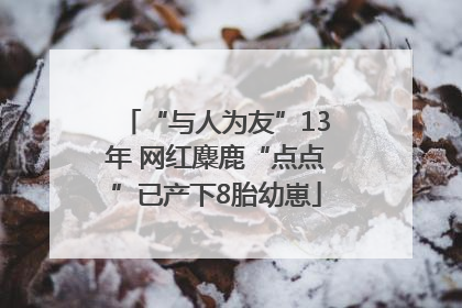 “与人为友”13年 网红麋鹿“点点”已产下8胎幼崽