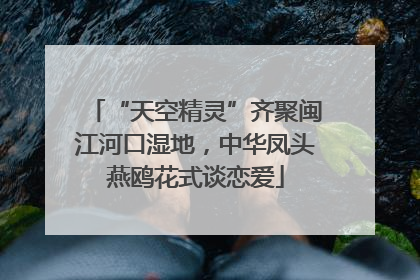 “天空精灵”齐聚闽江河口湿地，中华凤头燕鸥花式谈恋爱