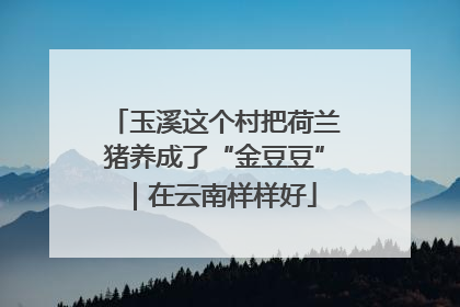 玉溪这个村把荷兰猪养成了“金豆豆”｜在云南样样好
