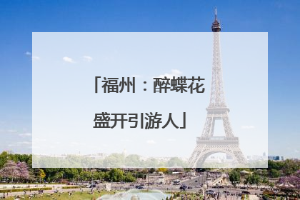 福州：醉蝶花盛开引游人
