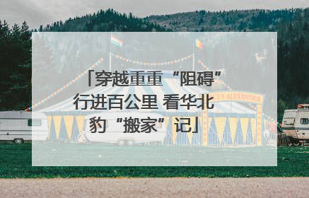 穿越重重“阻碍”行进百公里 看华北豹“搬家”记
