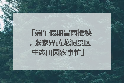 端午假期冒雨插秧，张家界黄龙洞景区生态田园农事忙