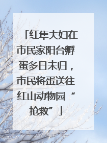 红隼夫妇在市民家阳台孵蛋多日未归，市民将蛋送往红山动物园“抢救”