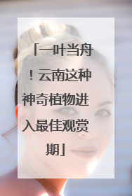 一叶当舟！云南这种神奇植物进入最佳观赏期