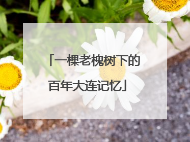 一棵老槐树下的百年大连记忆