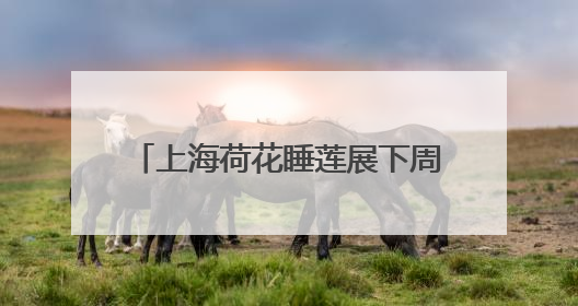 上海荷花睡莲展下周一开幕：五个公园联动，还可夜赏睡莲
