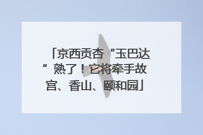 京西贡杏“玉巴达”熟了！它将牵手故宫、香山、颐和园
