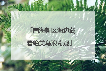 南海新区海边藏着绝美鸟浪奇观