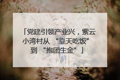 党建引领产业兴，紫云小湾村从 “靠天吃饭” 到 “抱团生金”