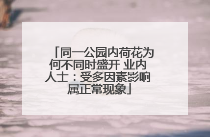 同一公园内荷花为何不同时盛开 业内人士：受多因素影响 属正常现象