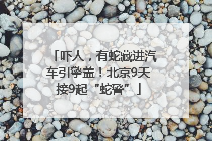 吓人，有蛇藏进汽车引擎盖！北京9天接9起“蛇警”