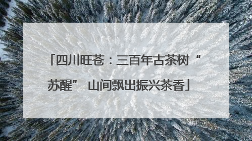 四川旺苍：三百年古茶树“苏醒” 山间飘出振兴茶香