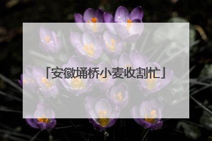 安徽埇桥小麦收割忙