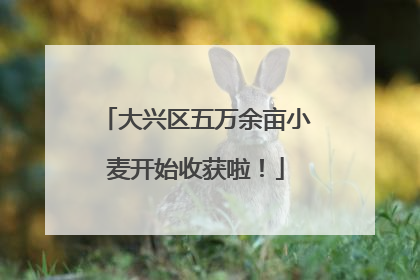 大兴区五万余亩小麦开始收获啦！