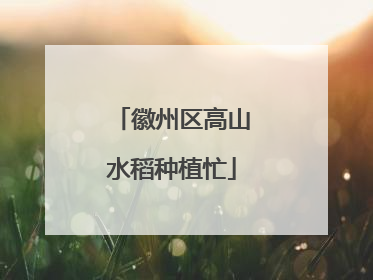 徽州区高山水稻种植忙