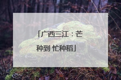 广西三江：芒种到 忙种稻