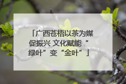 广西苍梧以茶为媒促振兴 文化赋能“绿叶”变“金叶”