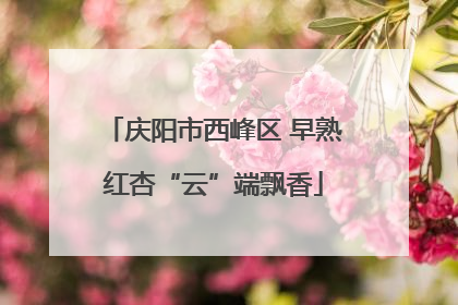 庆阳市西峰区 早熟红杏“云”端飘香