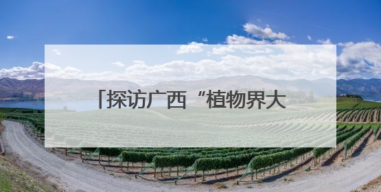 探访广西“植物界大熊猫”银杉发现地