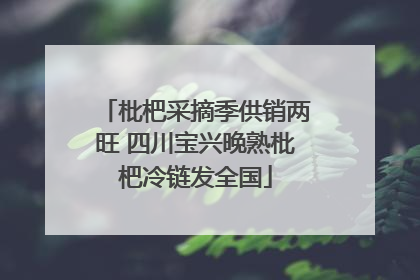 枇杷采摘季供销两旺 四川宝兴晚熟枇杷冷链发全国