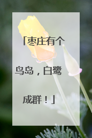 枣庄有个鸟岛，白鹭成群！