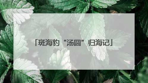 斑海豹“汤圆”归海记