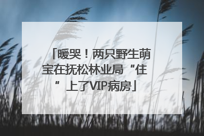 暖哭！两只野生萌宝在抚松林业局“住”上了VIP病房