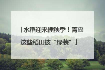 水稻迎来插秧季！青岛这些稻田披“绿装”