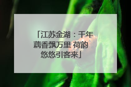 江苏金湖：千年藕香飘万里 荷韵悠悠引客来