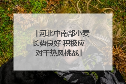 河北中南部小麦长势良好 积极应对干热风挑战