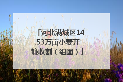 河北满城区14.53万亩小麦开镰收割（组图）