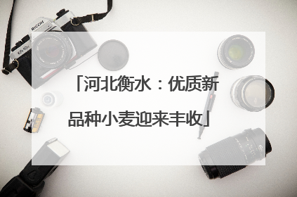 河北衡水：优质新品种小麦迎来丰收