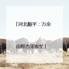 河北顺平：万余亩鲜杏采收忙