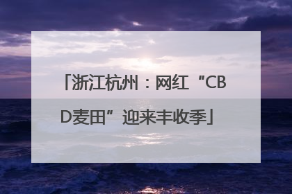 浙江杭州：网红“CBD麦田”迎来丰收季
