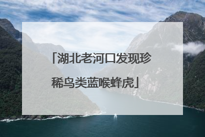 湖北老河口发现珍稀鸟类蓝喉蜂虎