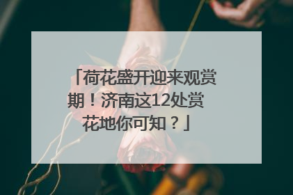 荷花盛开迎来观赏期！济南这12处赏花地你可知？