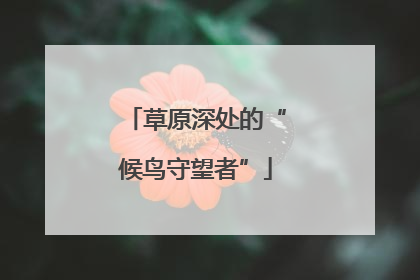 草原深处的“候鸟守望者”