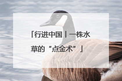 行进中国丨一株水草的“点金术”