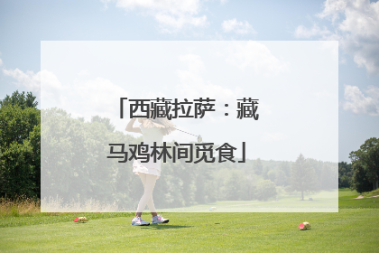 西藏拉萨：藏马鸡林间觅食
