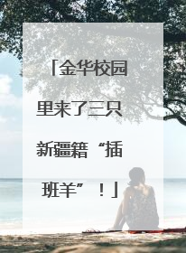 金华校园里来了三只新疆籍“插班羊”！