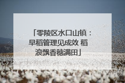 零陵区水口山镇：早稻管理见成效 稻浪飘香穗满田