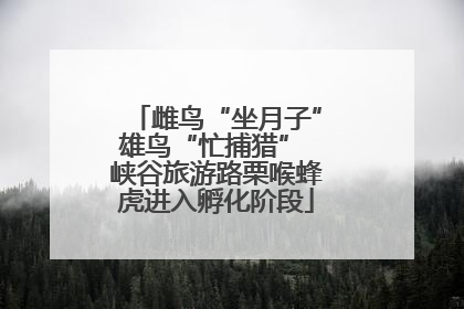 雌鸟“坐月子”雄鸟“忙捕猎” 峡谷旅游路栗喉蜂虎进入孵化阶段