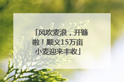 风吹麦浪，开镰啦！顺义15万亩小麦迎来丰收