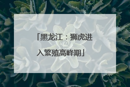 黑龙江：狮虎进入繁殖高峰期